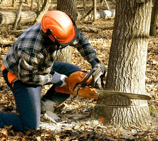Tree Removal in Waverly, OH